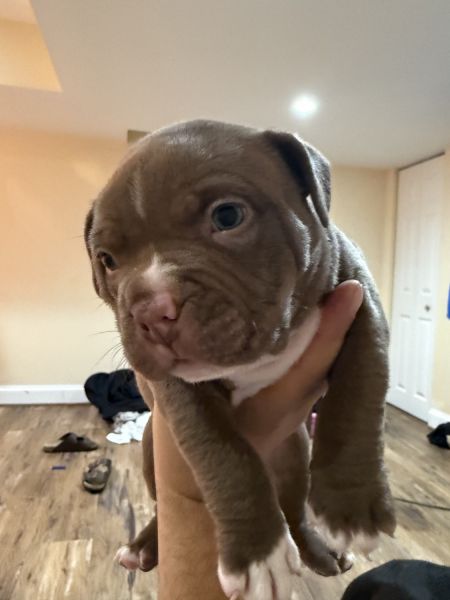Akc American Bully