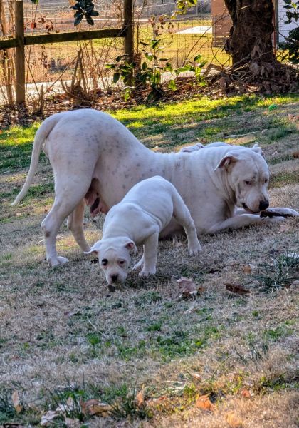 NKC American bulldog puppies