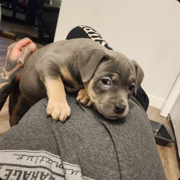 American Bully - Lux still available