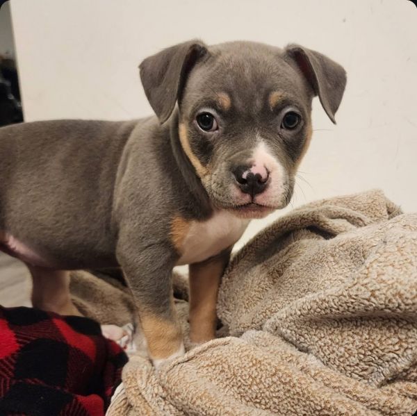 American Bully - Diamond