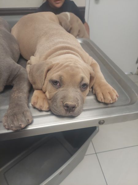 Xl american bully pups