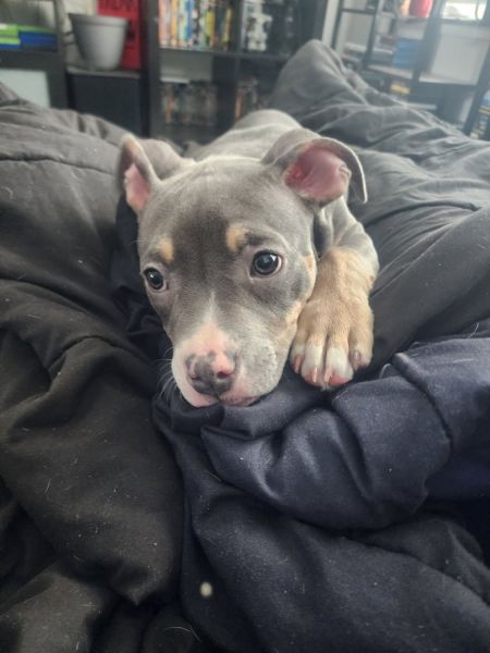 American Bully Puppies 1 female left