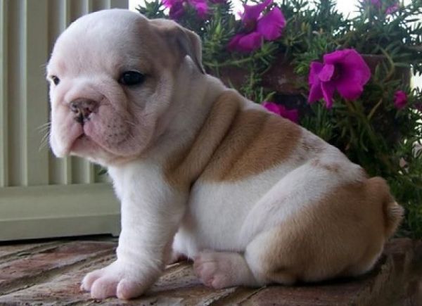 free english bulldog puppies