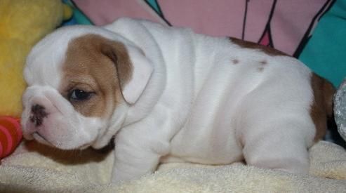 good looking american bulldog puppy