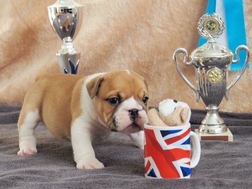 English Bulldog Puppies available
