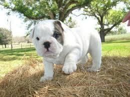 British Bulldog Looking For Home