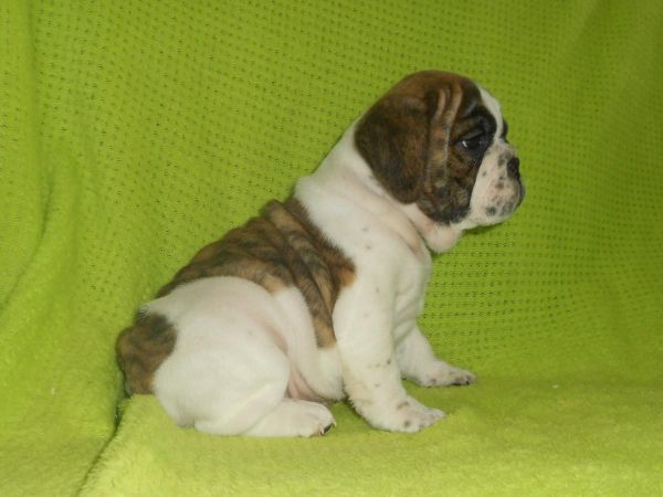 Patches Mini-Bulldog