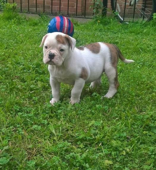 American Bulldog Female