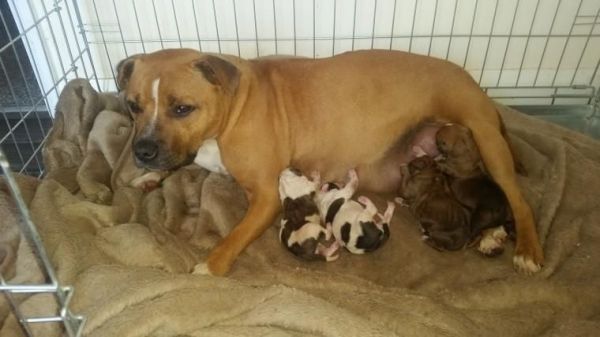 american bull dog boy and girl