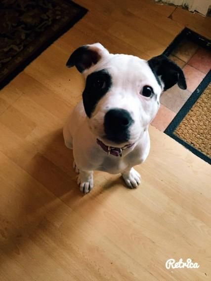Female American Bulldog