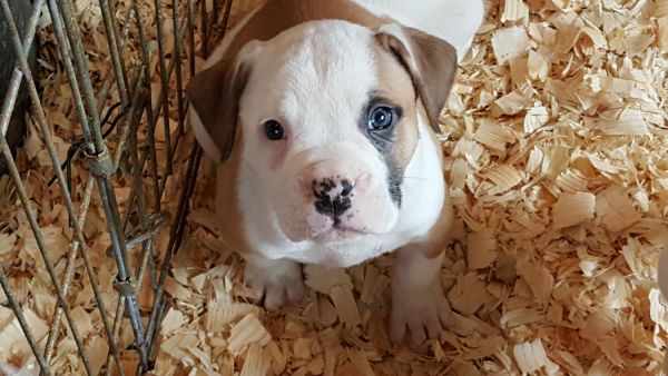 NKC registerd AMERICAN bulldog puppies
