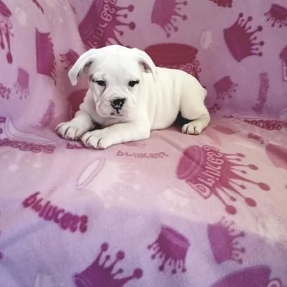 Wrinkly Beabull Pups