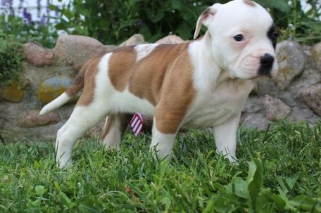 Gorgeous American Bulldog Puppies