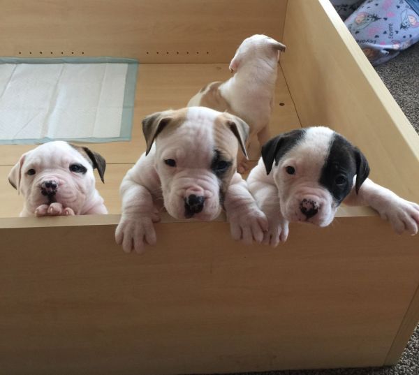 American Bulldog puppies in Mississippi