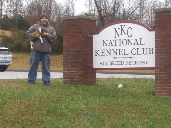 American bulldog puppy