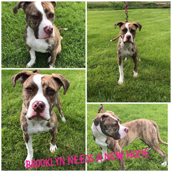 Brooklyn Needs A New Home