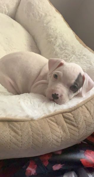 Pit bull Puppy