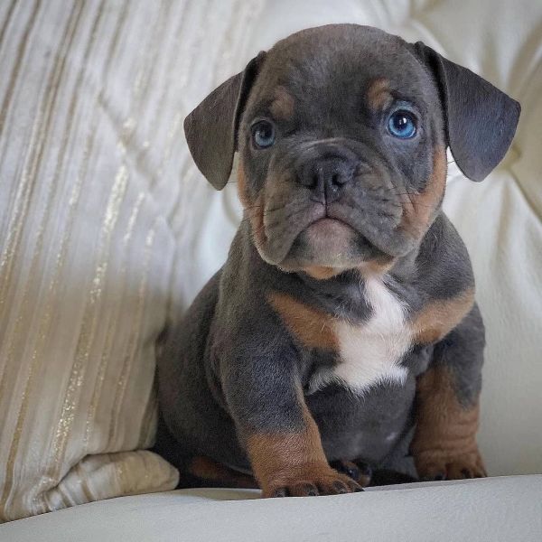 Looking for American Bully puppies ?