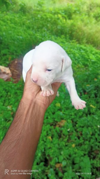 American bully pointer mix breed