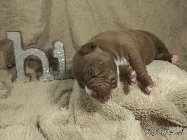 American Bully /Pit Bull Puppies