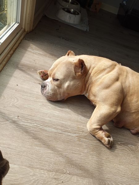 Puppies for sale in August (Pocket)