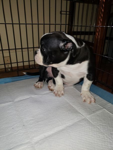 Lovely Pup, Needs a Loving home!!!