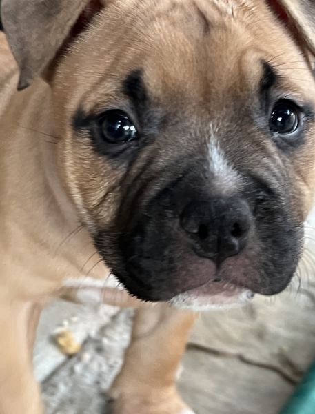 UKC Register Micro Bully Brownie