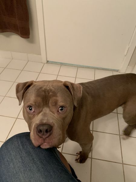 Looking for an American bully lover