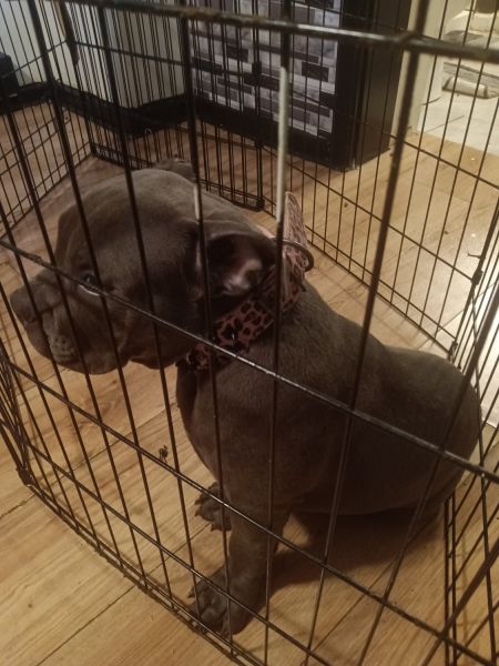 4 months old American pocket bully pup