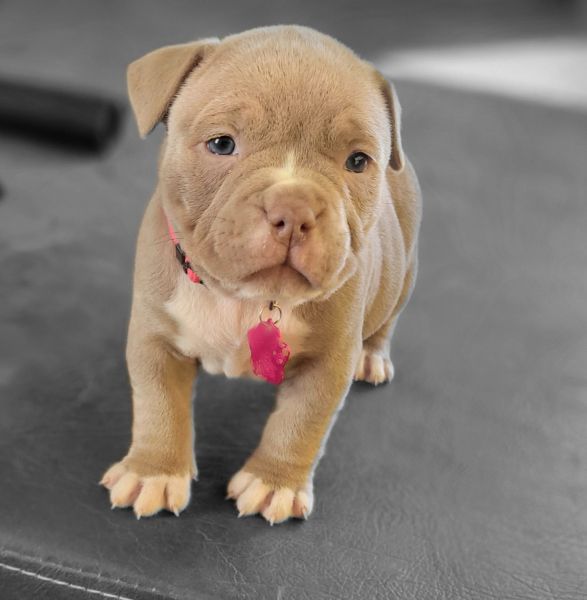 Pocket American Bully