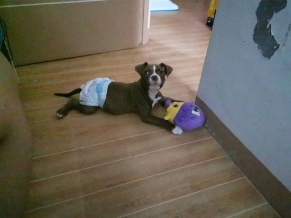 American Bully X Pitbull Puppy