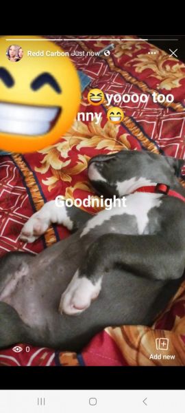 Blue nose bully puppy