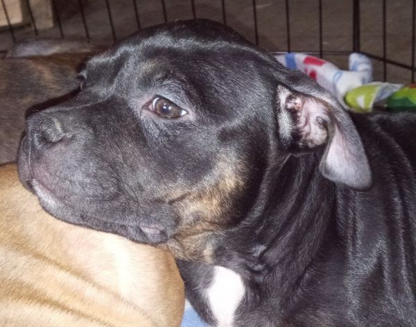 American bully puppies for sale