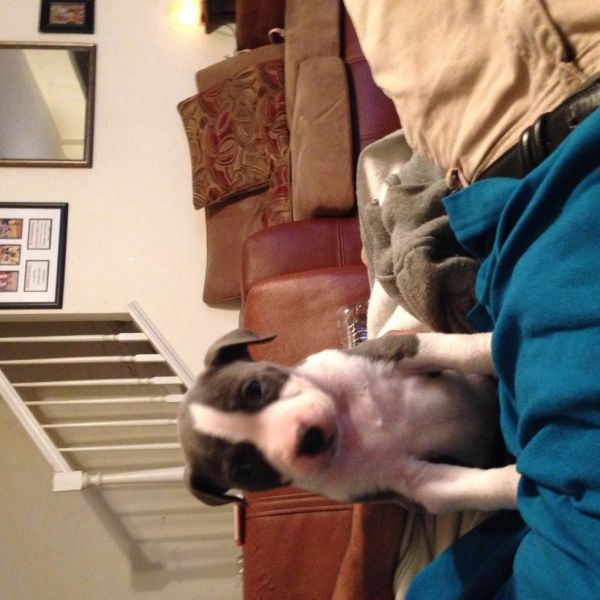 2xs pr lors bully icon female pup