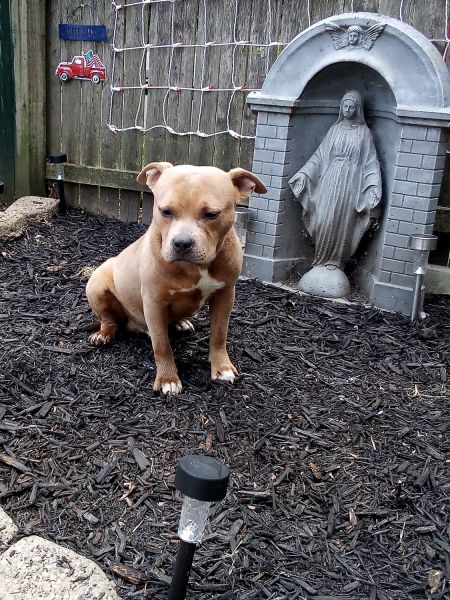 Male Pocket bully 7 months old 4th July sale