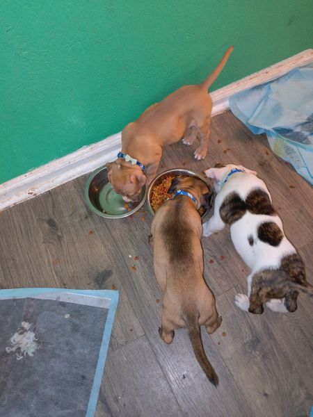 Sell America bully Pitbull puppies