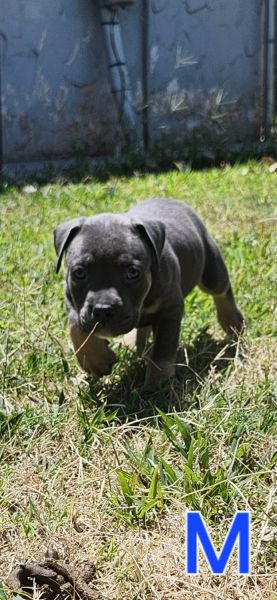 ABKC Gorgeous bully pups