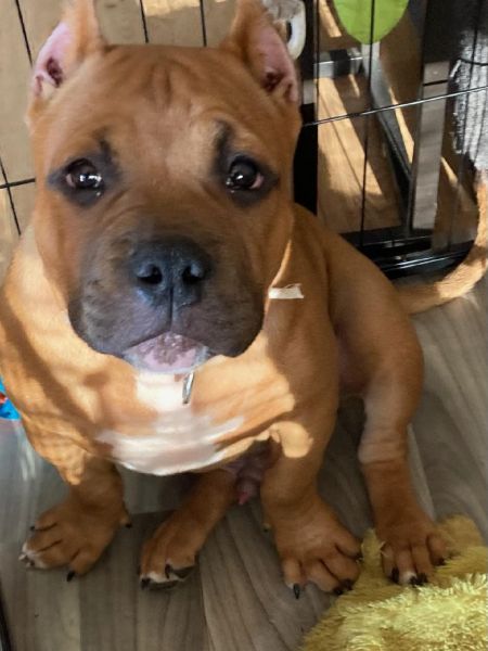 Soldier- American pocket bully