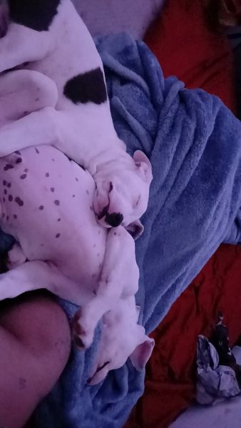 American bully puppy