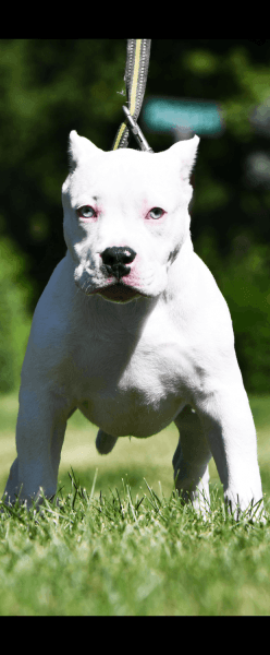 4 Month old Pocket American Bully Puppies