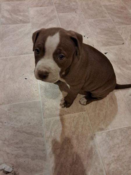American Staffy cross American bully