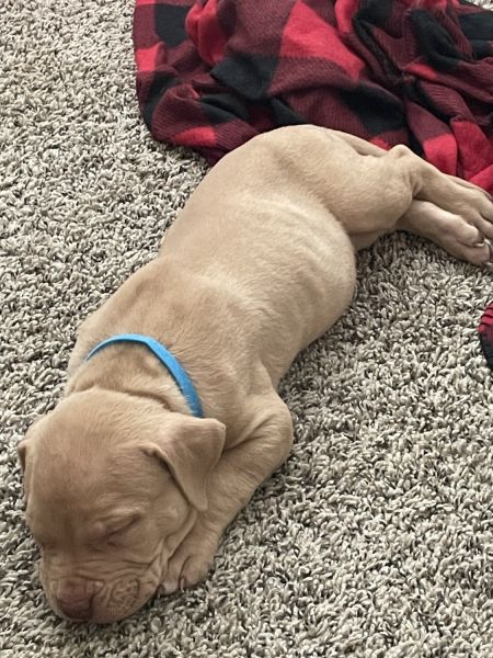 American Bully XL Pitbull Puppies