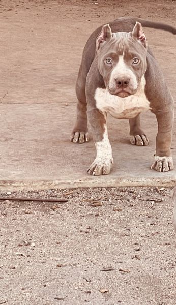 American Bully Pups Pocket/Standard Males/Females