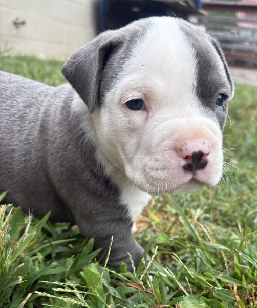 Bully puppies