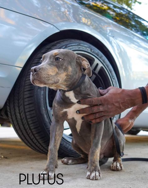 Blue Tri American Bully