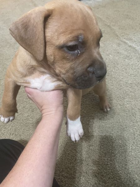 American Bully puppies