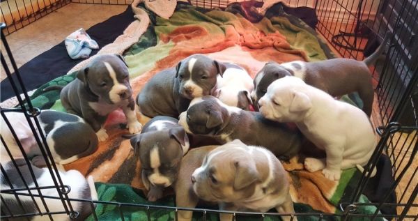 Champion lovers they are American Bully