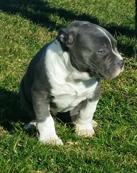 american bully male puppy