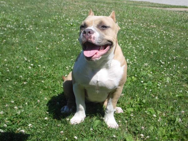 Ch bloodline Abkc registered female American bully