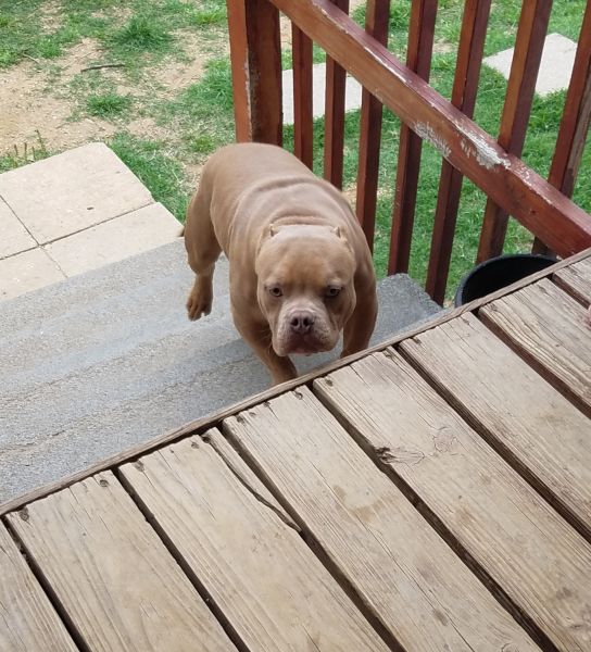 UKC Male American Bully